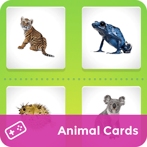 Animal Cards | Curious World