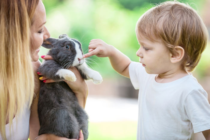 Little boy touching a rabbit's nose