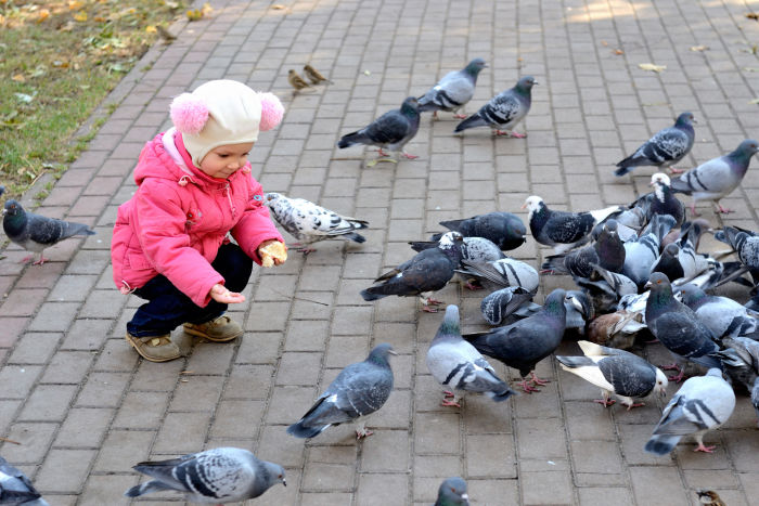 Little girl feeding pigeons