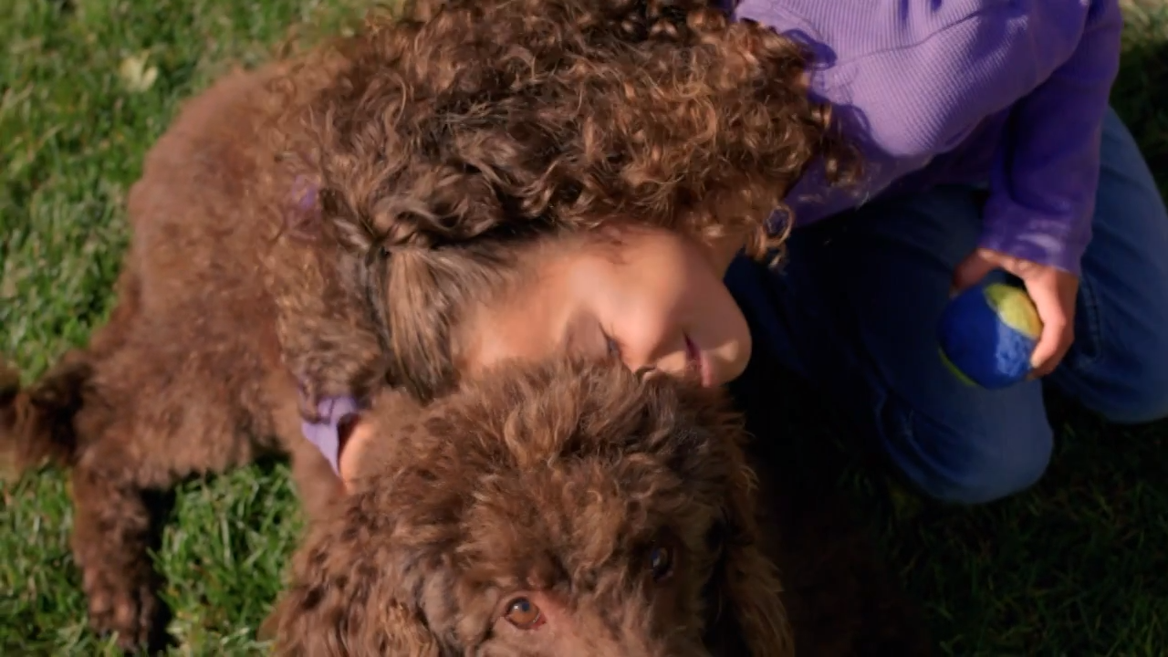 Responsibility for kids - girl playing with dog