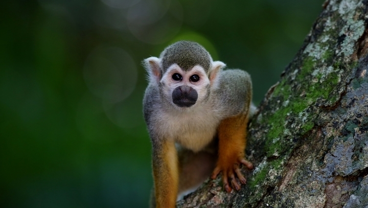 Monkey animal Facts