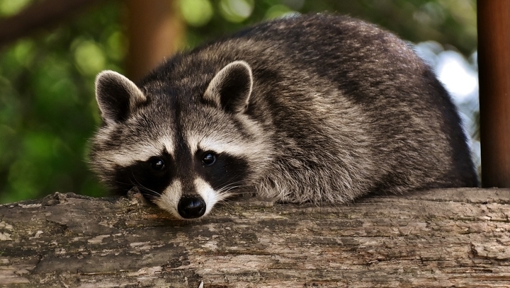Raccoon animal facts