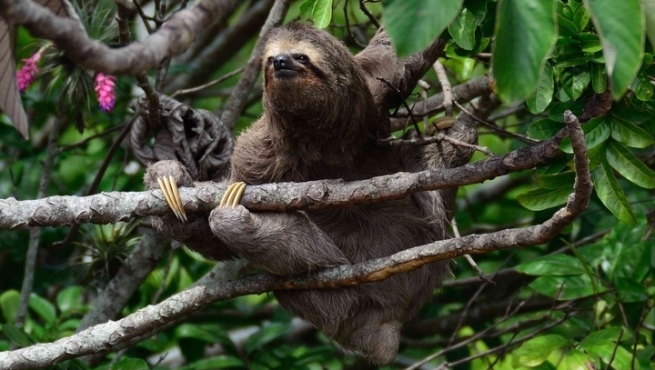 Sloth animal facts