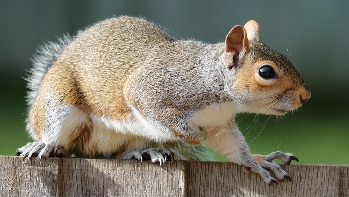 squirrel animal facts