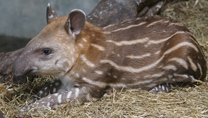 Tapir animal facts