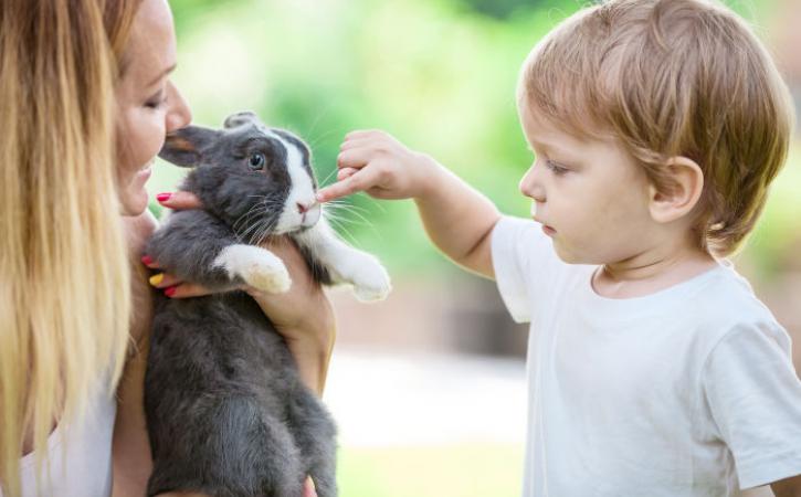 Little boy touching a rabbit's nose